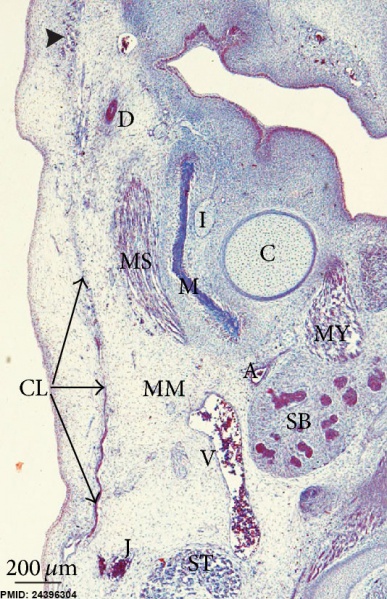 File:Human embryo neck 01.jpg