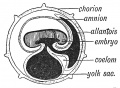 Fig. 28. The primitive form of the Allantois