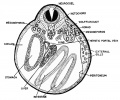 Schematized diagram through the level of the gonad primordium of the 11 mm frog tadpole
