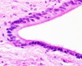 120px-Spinal_cord_histology_09.jpg