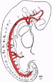 Fig. 13. Linear profile reconstruction of arteries.