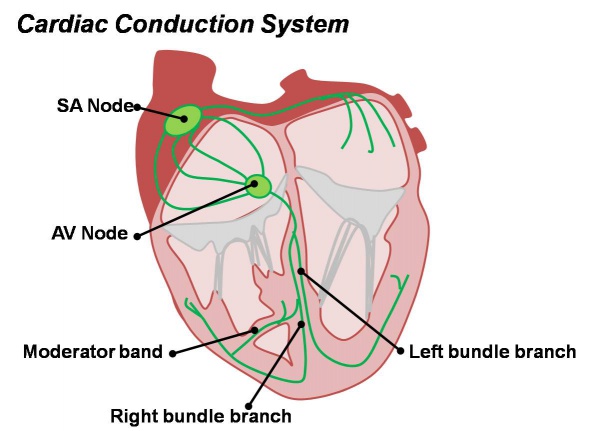 Cardiac Conduction System