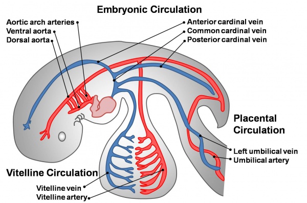 Intermediate Vascular Overview Embryology