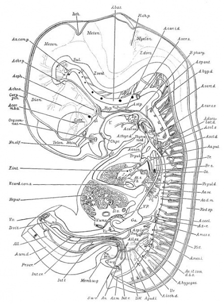 File:Human Embryo 17.8mmCNS GIT.jpg