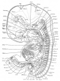 Historic human embryo (17.8mm)