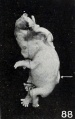 Fig. 88. Normal embryo with exencephaly and spina bifida (the latter opposite the arrow). No. 1315. XI. 5.