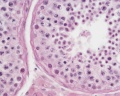 Adult human, H&E, convoluted seminiferous tubules, Sertoli cells, spermatogonia, primary spermatocytes, spermatids, x40