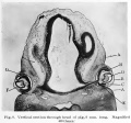 Fig. 8. Section through head of pig, 8 mm long.