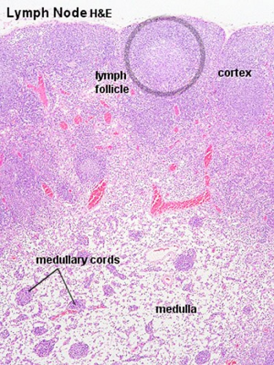 Lymph node histology 02.jpg