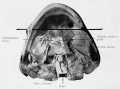 The position of the anterior pituitary of Rana pipiens