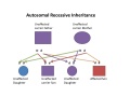 Autosomal Recessive inheritance