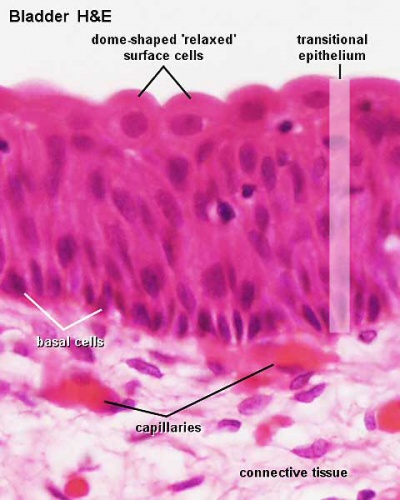 ANAT2241 Covering and Lining Epithelia - Embryology