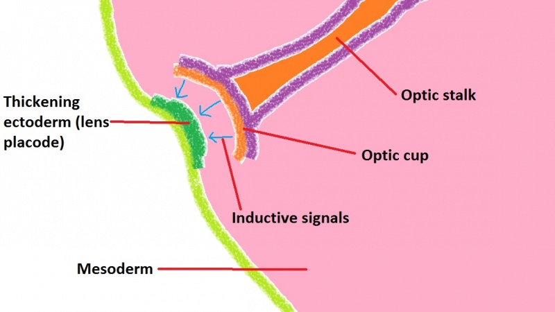 File:Formation of the lens 1.jpg