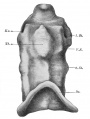 Fig. 315. Pharynx of the embryo Rob. Meyer No. 335 (9-10 pairs of primitive segments, length, determined from the number of sections, 1.70 mm.)