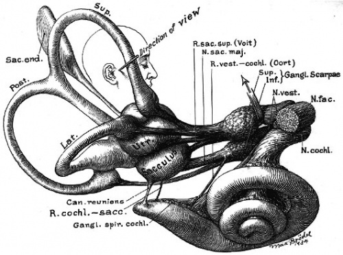 Max Brödel-cochlea drawing1934.jpg