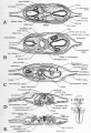 Fig. 36. Diagrams of transverse sections of 55-hour (30-somiite) chick.