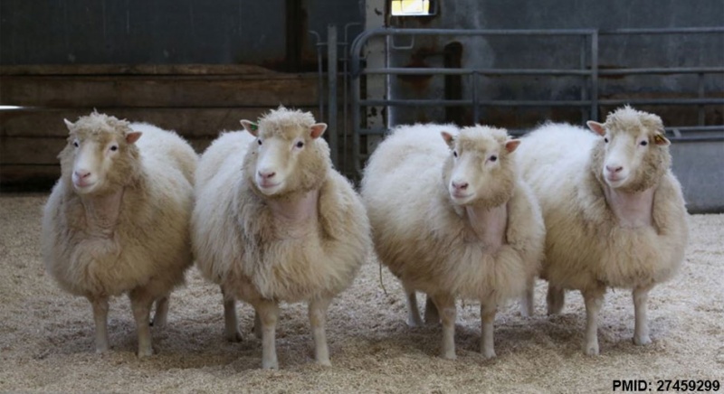 File:Sheep 8-year old clones.jpg