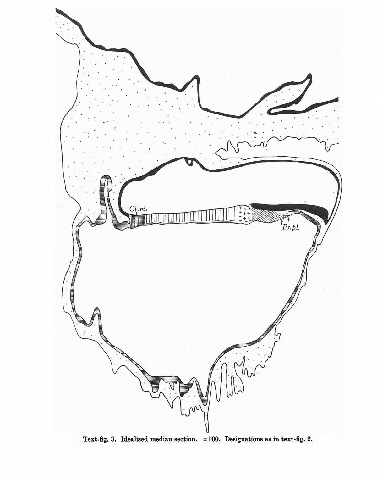 Paper - An early human embryo (no. 1285, Manchester Collection) with ...