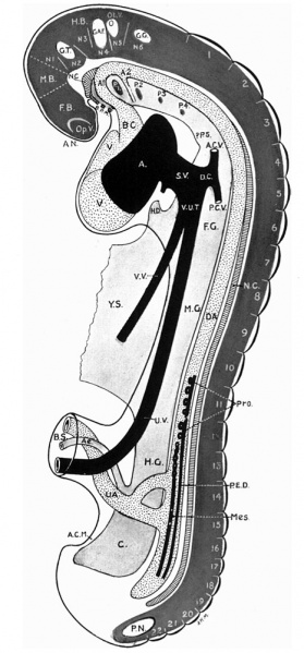 File:Girgis10.jpg