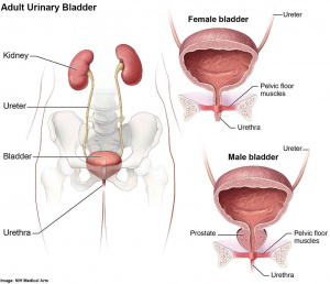 Adult urinary bladder