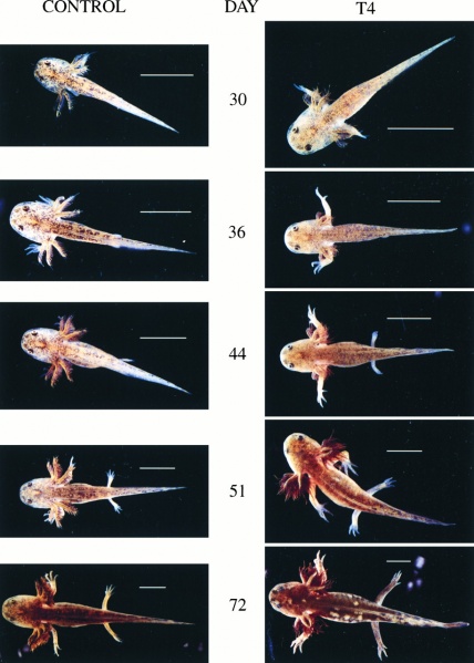 File:Axolotl - thyroxine effects.jpg