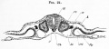 Fig. 24. Transverse section through the dorsal region op an embryo of the second day.