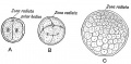 Fig. 65. Showing the production of the Morula from the Ovum. A. The ovum after the first division. B. After the second. C. The Morula .