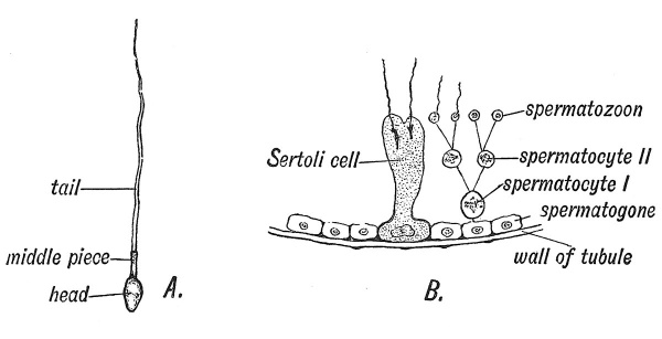 Fig. 11 Diagram of a Spermatozoon