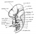 Fig. 93. The Nerves and Ganglia of the Mid- and Hind-Brain of an Embryo at the end of the 6th week