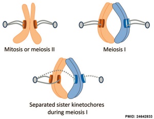 Meiosis sister kinetochore geometry.jpg