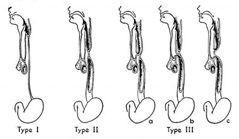 File:Smith1957 fig01.jpg