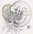5 Human embryo 5 mm