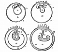 Fig. 179. Diagrams illustrating the formation of the umbilical cord and the relations of the allantois and yolk-sac in the human embryo