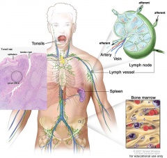Template:Lymphatic cartoons - Embryology