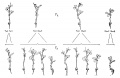 Fig. 22. Diagram illustrating the results of self-pollination