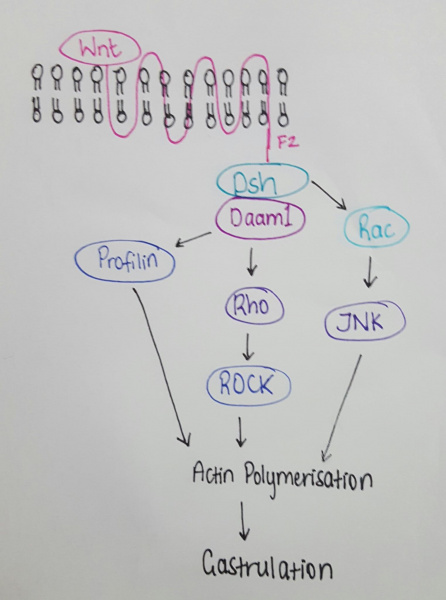 File:PCP pathway leading to gastrulation in embryonic development.jpg