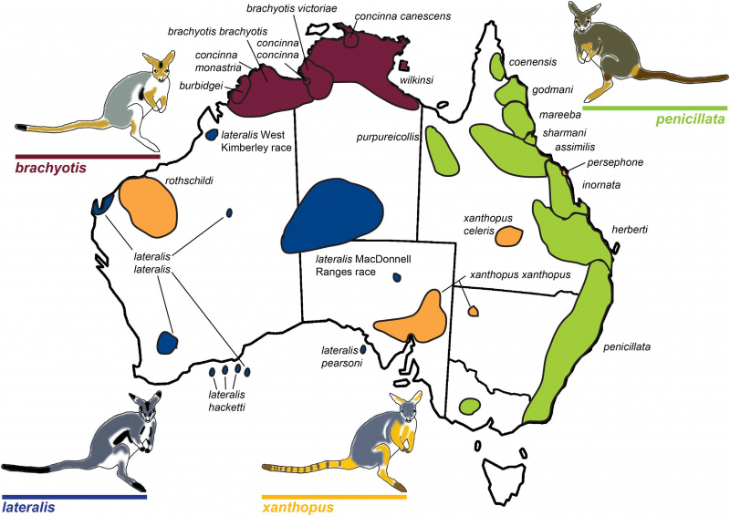 File:Rock-wallaby Australian distribution.jpg