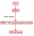 Flowchart mechanism maintenance pluripotency in hESCs Z5018267 Reference included, relevant to project. No copyright or student template.