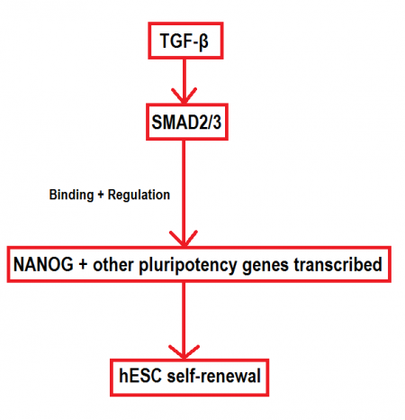 Flowchart for maintenance of pluripotency in hESCs.png