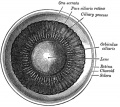 875 Interior of anterior half of bulb of eye