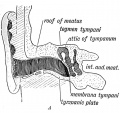 Fig. 36 A. Section of the External Auditory Meatus of the Adult.