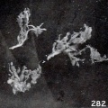 Thumbnail for version as of 08:43, 12 December 2012