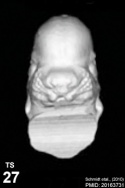 Mouse face microCT icon.jpg