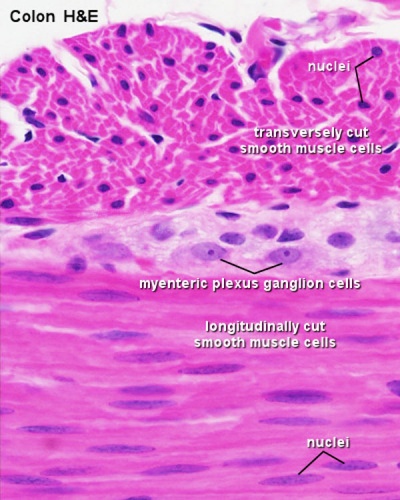 Smooth muscle histology 002.jpg