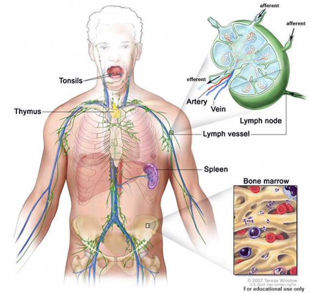 File:Adult lymphatic system cartoon.jpg