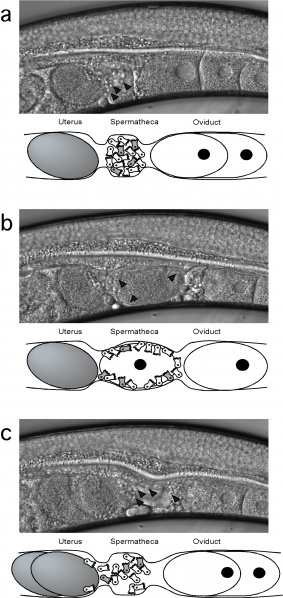 File:An overview of the process of fertilisation in mutant C. elegans.jpeg