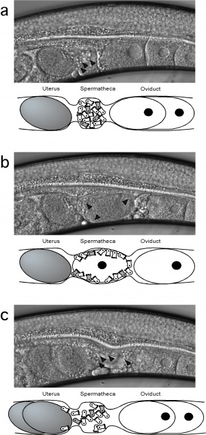 An overview of the process of fertilisation in mutant C. elegans.jpeg