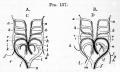 Fig. 137. Diagrams illustrating the metamorphosis of the arterial arches in a bird A. and a mammal B.