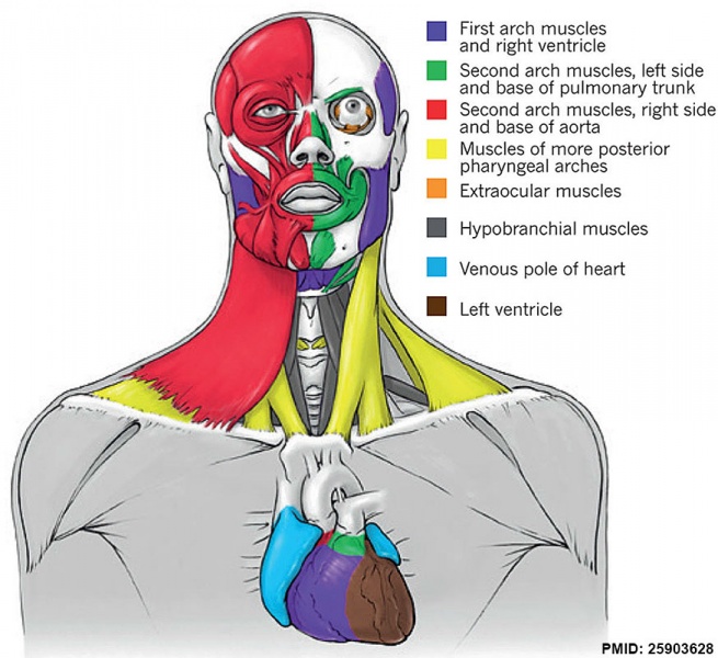 File:Head and heart muscle cartoon.jpg