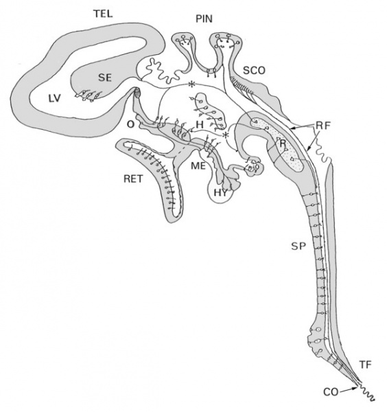File:Human- ventricular system cartoon.jpg